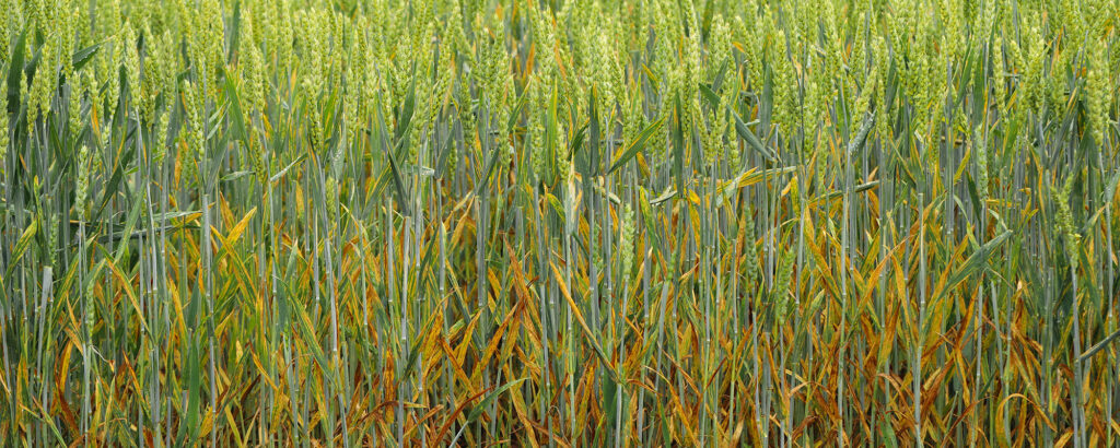 AHDB YELLOW RUST WATCH LIST ENDORSES VALUE OF AGRII ADVISORY LIST 1