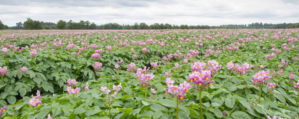 Growing expertise: ten agronomists pass basis advanced potatoes 1 Growing expertise Ten agronomists pass basis advanced potatoes