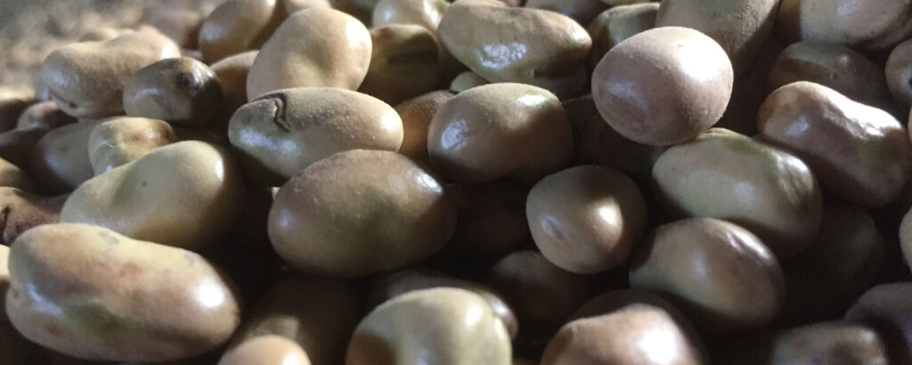 Reasons to consider winter beans in your rotation this autumn 3 Reasons to consider winter beans in your rotation this autumn 1