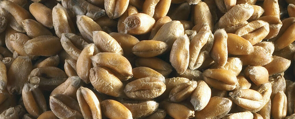 Simplifying seed treatment decisions 2 Simplifying seed treatment decisions